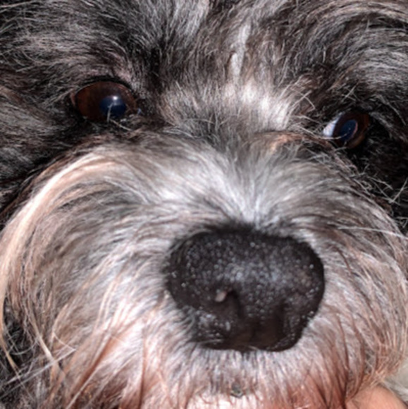 Meet your Posher, Gabriela - Picture 1 of 1